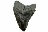 Fossil Megalodon Tooth - Huge River Meg #311875-1